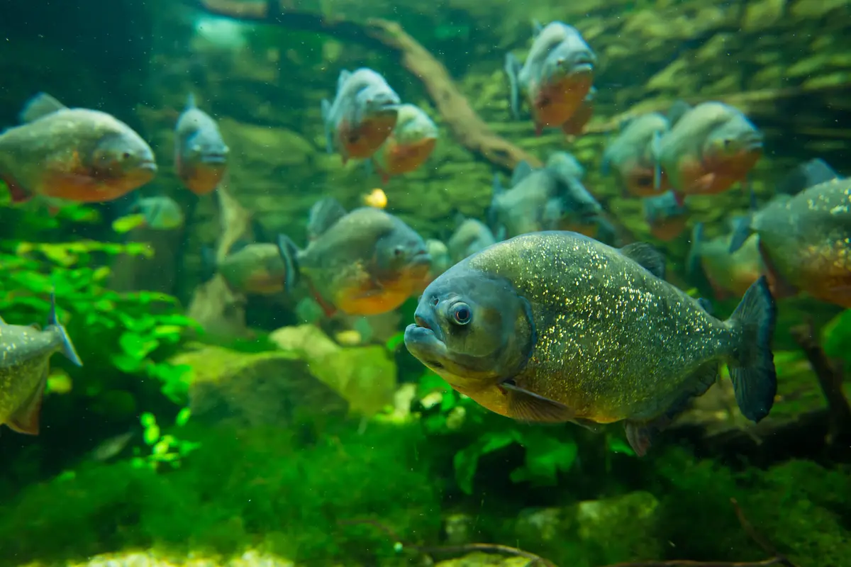 Tragis, Bocah Ini Tewas Dimakan Ikan Piranha