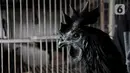 Salah satu ayam Cemani milik Safak (46) di peternakan rumahan kawasan Kedu, Kabupaten Temanggung, Jawa Tengah (27/2/2023). Sebagian warganya berprofesi menjadi peternak, Safak salah satunya. (merdeka.com/Iqbal S Nugroho)