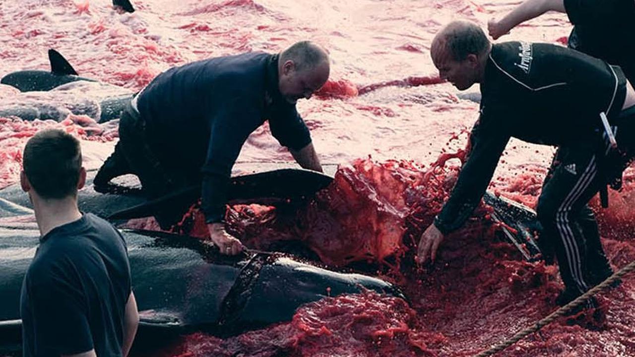 Foto-Foto Memilukan Tradisi Pembantaian Lumba-Lumba di Kepulauan Faroe