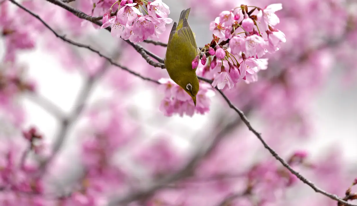 <p>Mata putih Jepang, juga dikenal sebagai Mejiro, meminum nektar bunga sakura di Tokyo, Jepang, Rabu, 23 Maret 2022. Orang-orang di seluruh Jepang merayakan puncak musim melihat bunga sakura minggu ini tanpa pembatasan COVID-19 untuk pertama kalinya dalam dua tahun. (AP Photo/Shuji Kajiyama)</p>