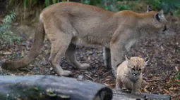 Seekor puma berdiri di belakang anaknya yang berusia satu setengah bulan bernama Emy di Zoo de Vincennes, dekat Paris pada Selasa (13/10/2020). Emy merupakan puma pertama yang lahir di Zoo de Vincennes pada 21 Agustus lalu. (Thomas SAMSON / AFP)