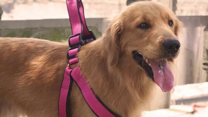 Pentingnya Tali Pegangan untuk Anjing