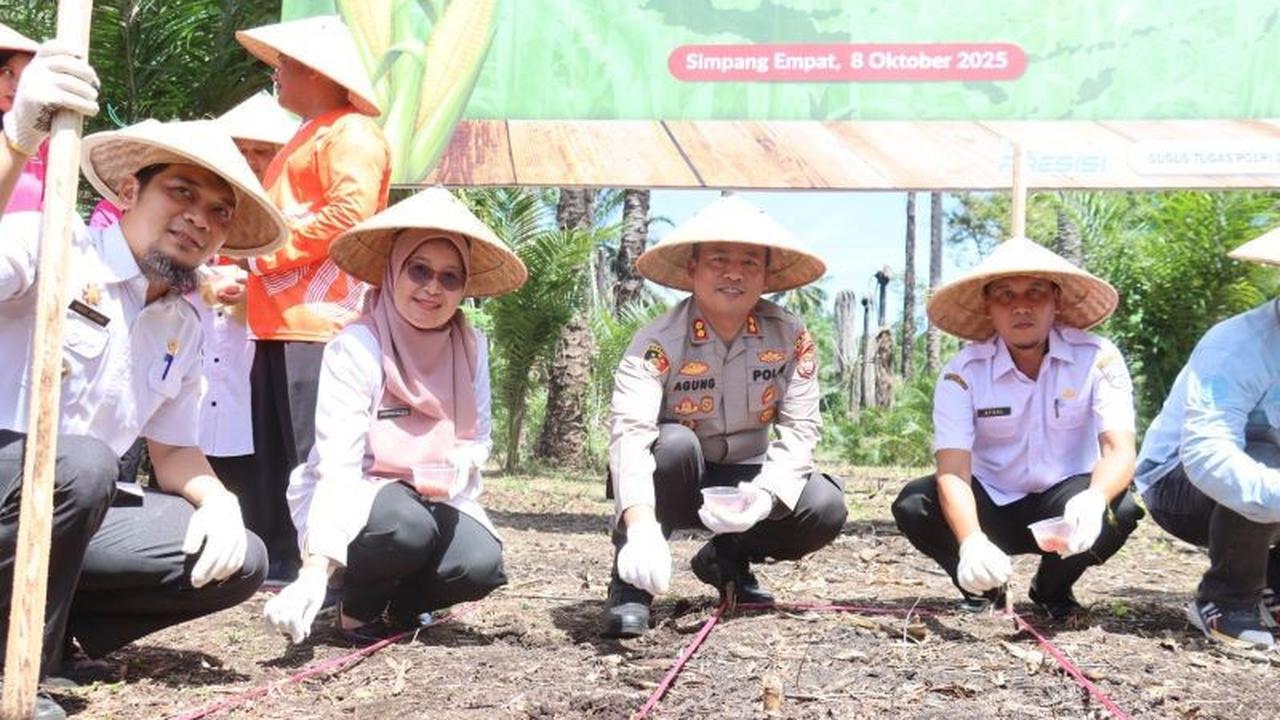Fakta Unik: 22,5 Ton Bantuan Benih Jagung Kementan Siap Dongkrak Produksi Pasaman Barat