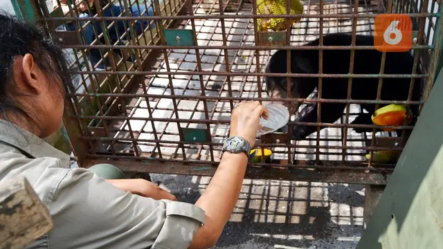 Anak Beruang Madu Berhasil Diselamatkan Dari Jerat Pemburu