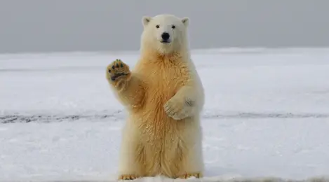 beruang