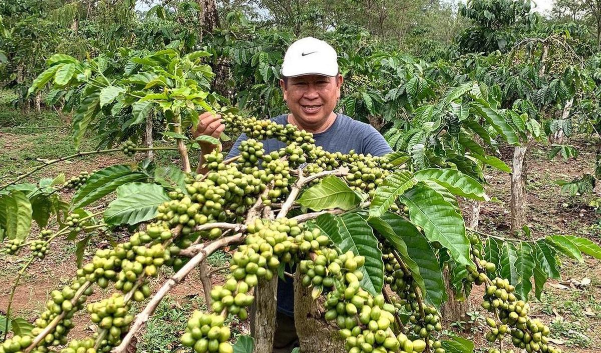 "Baru tahu kebanyakan hujan panen kopi bisa gagal panen? Kenapa yah pak?," tulis komentar akun @siraitsamuel.