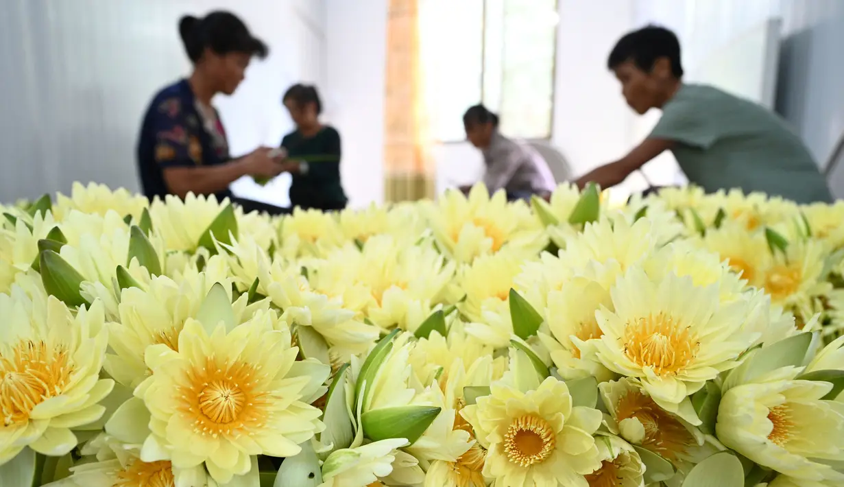 Penduduk desa memotong bunga teratai yang baru dipanen di Desa Xiatao di Shibeiping, Daerah Otonom Etnis Zhuang Guangxi, China, 5 Agustus 2020. Dalam beberapa tahun terakhir, produksi teh bunga teratai menjadi cara baru bagi penduduk setempat untuk meningkatkan pendapatan. (Xinhua/Li Hanchi)