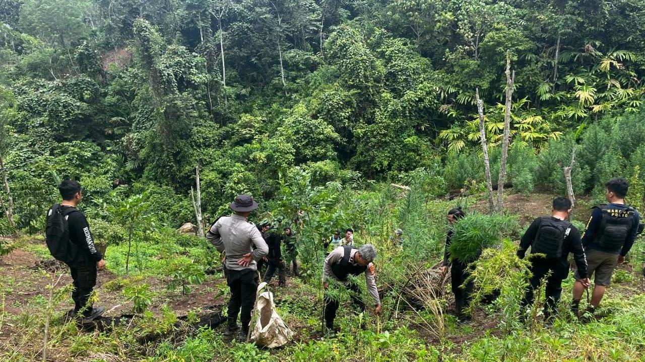 FOTO: Polda Sumsel Bongkar Ladang Ganja 20 Hektar di Empat Lawang