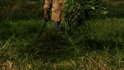 Suwandi (80) mencari rumput di perkebunan Kalimalang, Jakarta, Jumat (4/1). Suwandi mencari rumput untuk makan ternak sapi dengan upah Rp 5000 per ikat. (Merdeka.com/Imam Buhori)