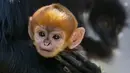 Salah satu bayi monyet paling langka di dunia telah lahir di Kebun Binatang Taronga, Sydney. (Rick Stevens / TARONGA ZOO / AFP)
