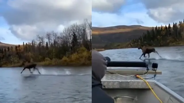 Heboh Beredar Video Rusa Besar Berjalan Di Atas Air. (Sumber: TikTok/kristy_234)