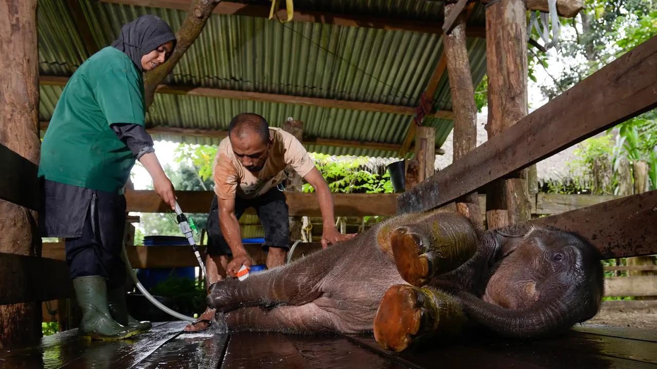 Perawatan Bayi Gajah yang Terluka Akibat Terjerat