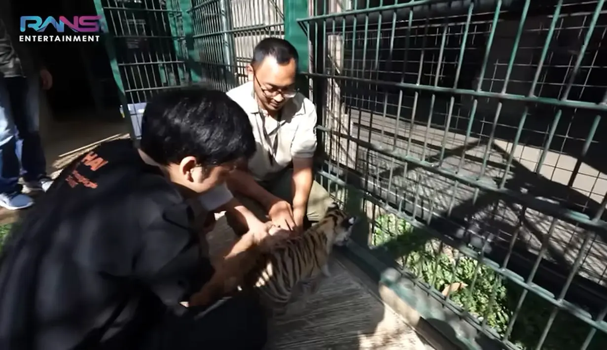 Cipung tampak begitu senang mengelus-elus anak harimau tersebut. Setelah memegang, Cipung keluar kandang mencari kakaknya,  Rafathar. [Youtube/Rans Entertainment]