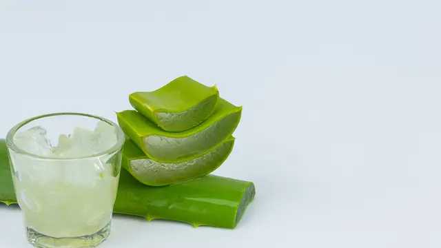 Lidah Buaya untuk Penyakit Dalam Tubuh