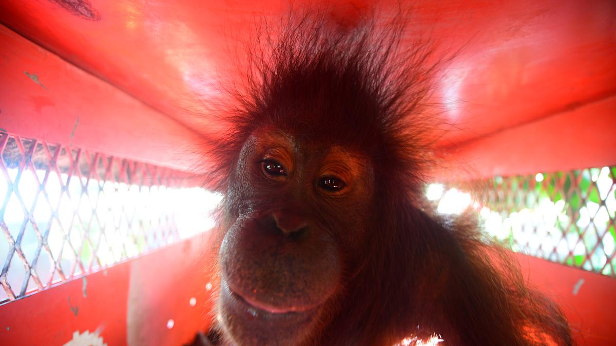 Orang Utan Bagus, Ebony, dan Roby Pulang ke Hutan Jelang HKAN 2026