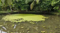 Trik Membersihkan Kolam Ternak Ikan Tanpa Menguras dan Bahan Kimia