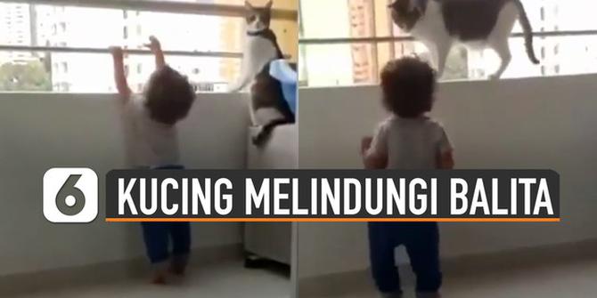 VIDEO: Hebat, Seekor Kucing Melindungi Balita Saat Main di Balkon