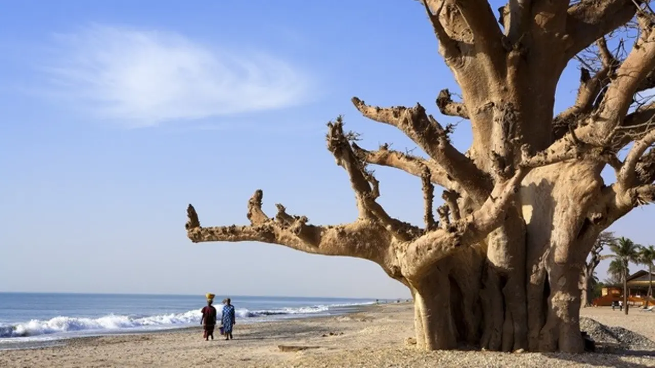 [Bintang] Senegal
