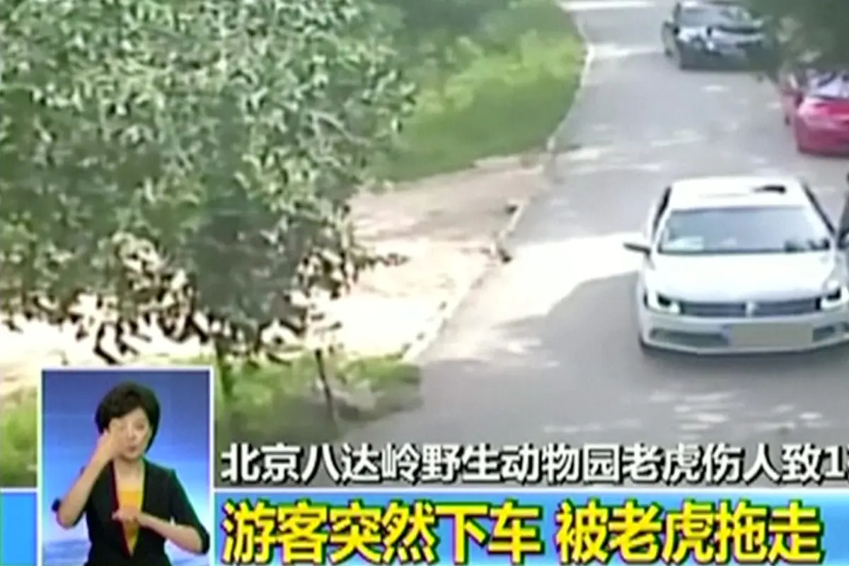 20160725-Nekat Keluar dari Mobil, Wanita Tiongkok Tewas Diterkam Harimau-Beijing