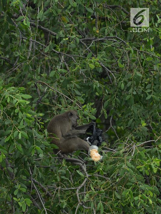 430+ Gambar Hewan Monyet Ekor Panjang Terbaru