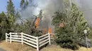 Api menyala di vegetasi kering dari Idaho Maryland Road di Grass Valley, California, Rabu (25/8/2021). Kebakaran hutan California Utara yang telah membakar ratusan rumah bergabung dengan api di timur Los Angeles yang juga menghancurkan bangunan. (Elias Funez/The Union via AP)