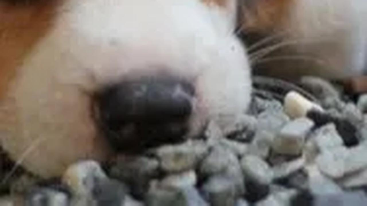Selalu Berdiri di Tempat yang Sama, Anjing Ini Setia Menunggu Temannya yang Hilang