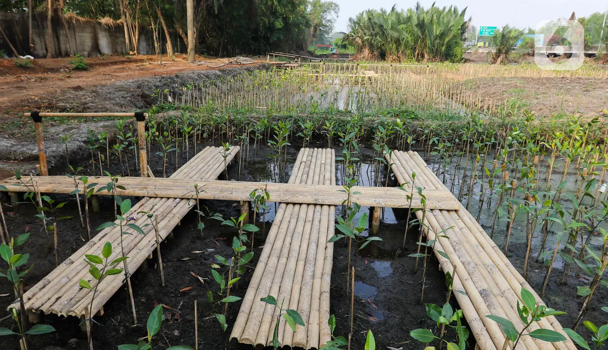 Pengunjung juga bisa ikut menanam mangrove di lokasi tersebut. (Liputan6.com/Herman Zakharia)