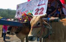 Keseruan Parade Pegon, Arak-Arakan Warga Jember Naik Cikar Sapi Lalu Makan Ketupat di Tepi Pantai