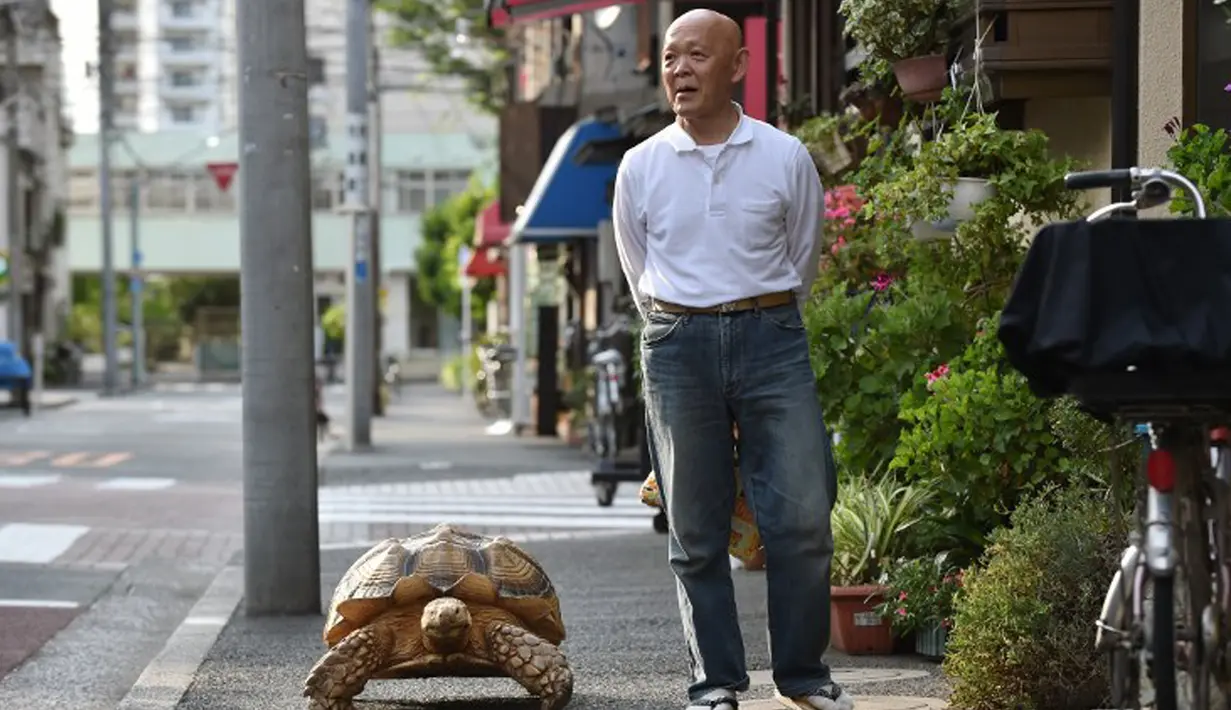 Pria Jepang bernama Mitani Hisao punya hobi jalan-jalan keliling Ibu Kota Tokyo dengan kura-kura raksasa peliharaannya. Dia memelihara kura-kura itu dari ukuran diameter lima sentimeter hingga sekarang 75 sentimeter. (AFP Photo/Kazuhiro Nogi)
