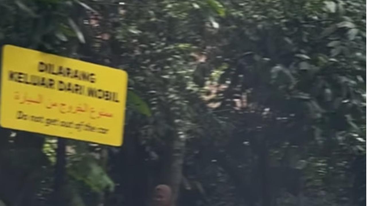 Pengunjung Taman Safari Keluar Mobil