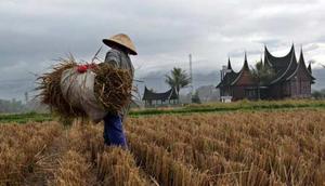 Petani mengangkat jerami usai panen di daerah Jorong Koto Tuo, Nagari Balai Gurah, Agam, Sumbar, Senin (11/7). Data BPS Sumbar, produksi padi Sumbar meningkat sebesar 1,89 persen.(Antara) 