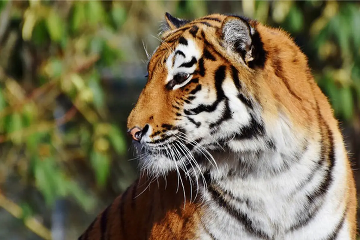 Ilustrasi Harimau