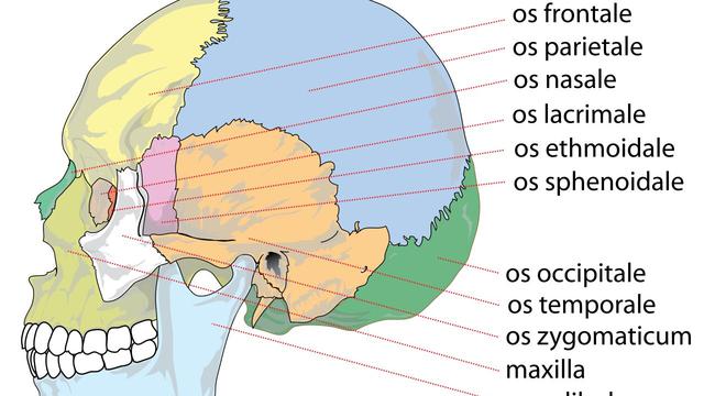 Ilustrasi Sendi Mati