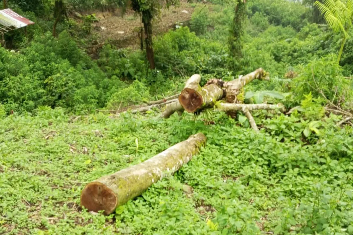 Pembalakan pohon di hutan Blok Cangkuang Gunung Salak, Kecamatan Cidahu, Kabupaten Sukabumi.