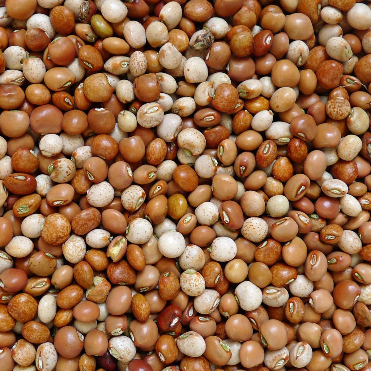 Kacang Gude
