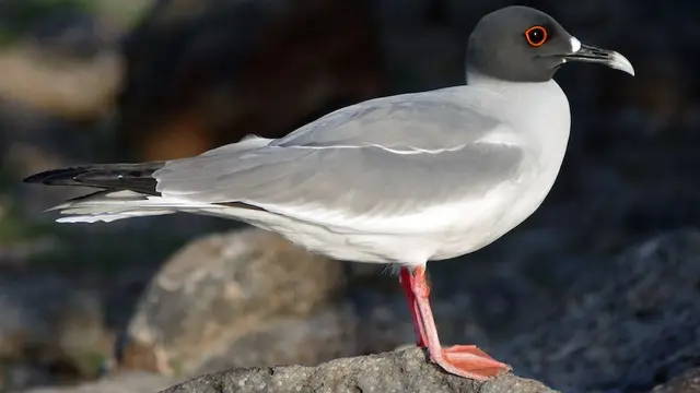 16 Burung Paling Eksotis dan Langka, Hanya Ada di Kepulauan Galapagos!