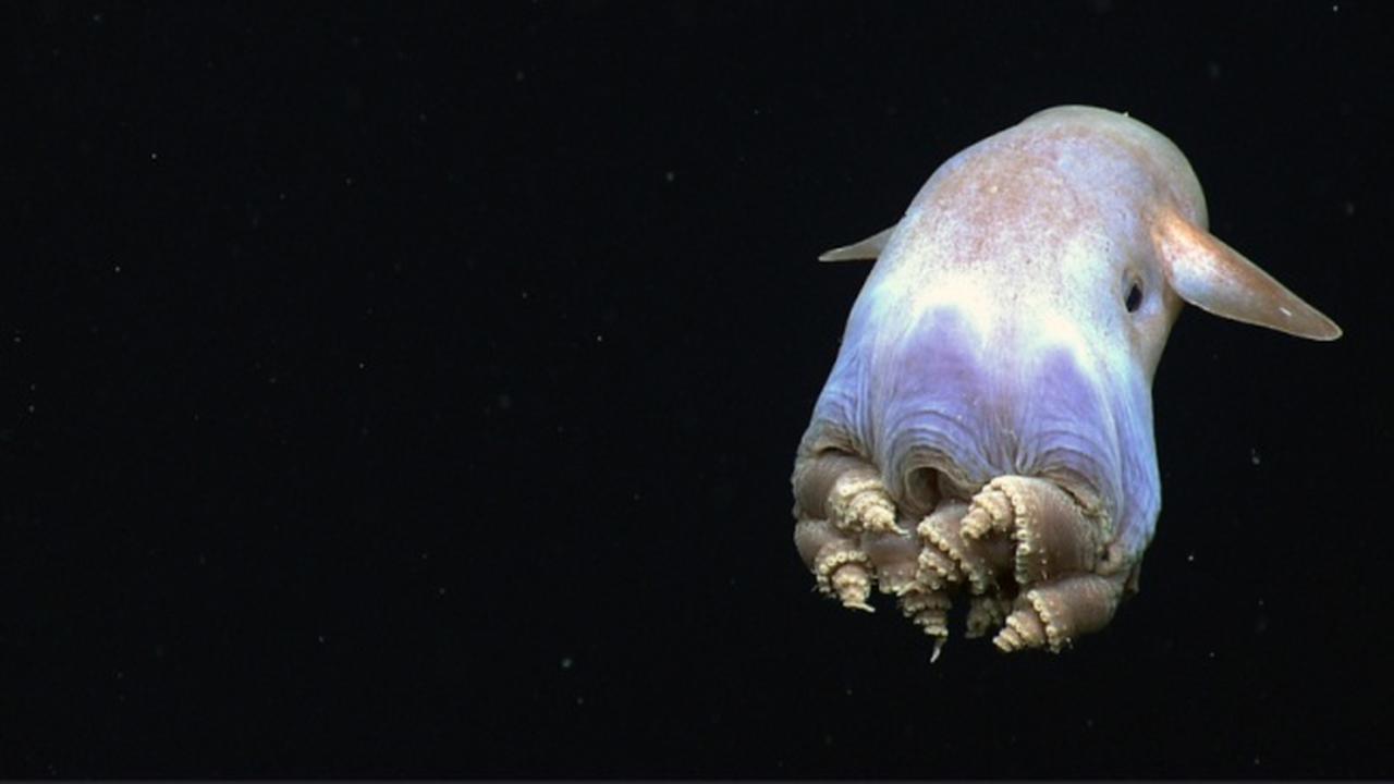 The Grimpoteuthis