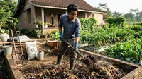 Cara Memanfaatkan Kotoran Ternak untuk Kebun Sayur Organik, Praktis Ramah Lingkungan