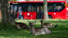 Beberapa ekor rusa bera beristirahat di halaman berumput di area permukiman di London, Inggris (8/4/2020). Rusa yang biasanya terlihat di taman bermunculan di area permukiman London selama karantina wilayah (lockdown) berskala nasional dalam upaya memerangi pandemi Covid-19. (Xinhua/Han Yan)