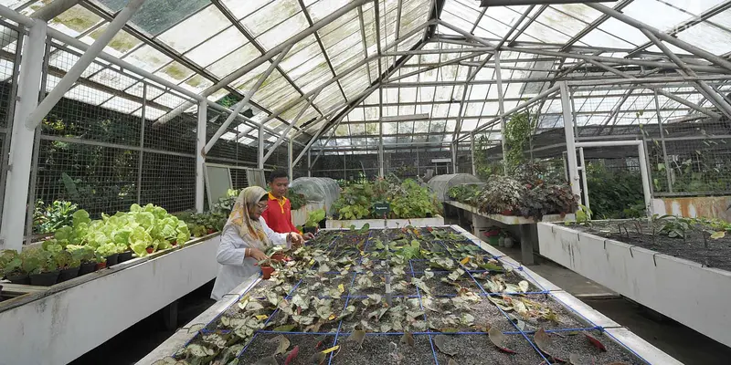 Melihat Proses Konservasi dan Budidaya Begonia di Rumah Kaca