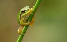 7 Cara Mengusir Katak Kecil di Kamar Mandi dengan Cepat dan Aman, Jaga Kenyamanan Hunian