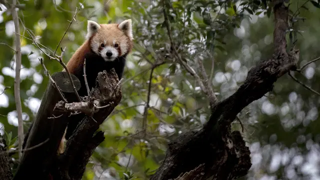 Panda Merah di Kebun Binatang Lisbon