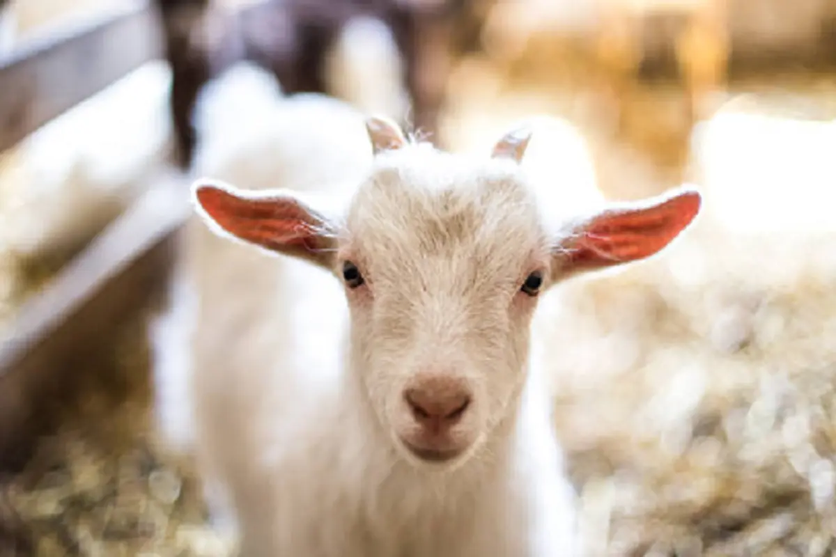 Ilustrasi kambing (iStock)