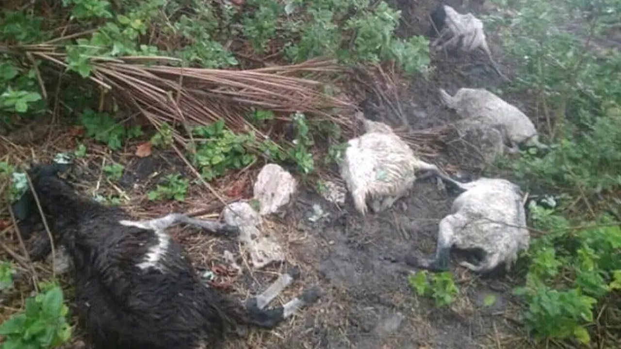 Belasan ekor domba tersambar petir Tuaneo, Desa Nembrala, kecamatan Rote Barat, Kabupaten Rote Ndao pada Minggu (29/12/2019) sekitar pukul 14.00 Wita. (Foto: Liputan6.com/Istimewa/Ola Keda)