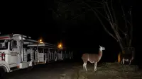 Program Safari Malam Tetap Buka Selama Libur Lebaran