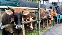 Ilustrasi pasar hewan sapi Lumajang (Istimewa)