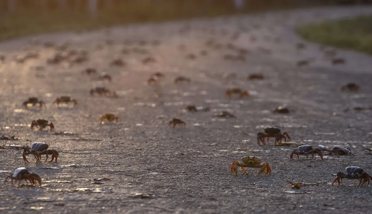Ribuan kepiting menyeberang jalan setelah bertelur di laut, Giron, Kuba, 9 April 2022. Migrasi kepiting tahunan menyebabkan kekhawatiran bagi pengemudi dan mengganggu penduduk, tetapi menarik perhatian wisatawan. (AP Photo/Ramon Espinosa)
