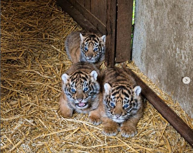 Kelahiran 2 Anak Harimau di Lampung