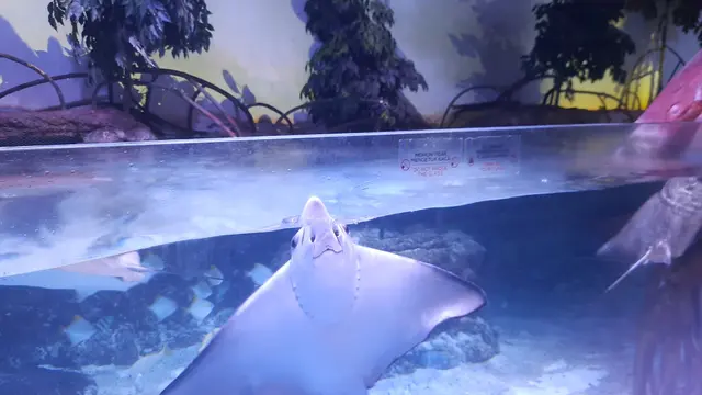 Ikan pari di Jakarta Aquarium & Safari