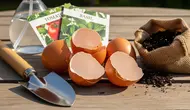 Cara Membuat Pupuk Cangkang Telur untuk Tanaman Cabai, Jangan Asal agar Tak Overdosis
